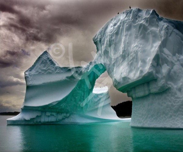 Leading Tickles Iceberg